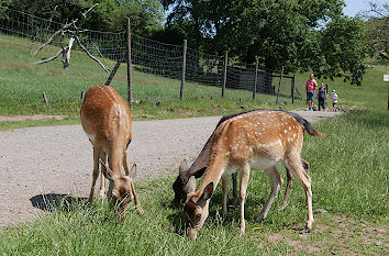 Rehe im Naturwildpark Freisen