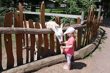 Lamafütterung im Naturwildpark Freisen