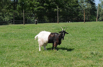 Ziege im Wildpark Freisen