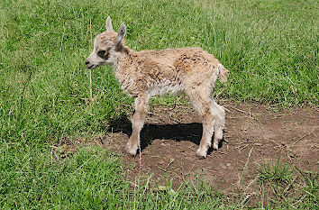 Lamm im Wildpark Freisen im Saarland