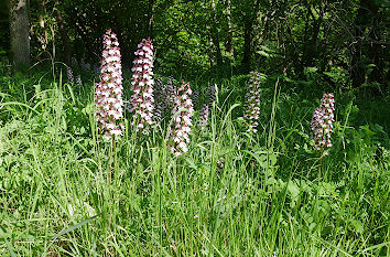 Knabenkraut auf Wiese
