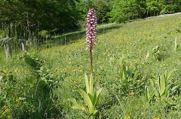 Orchidee Knabenkraut auf Wiese