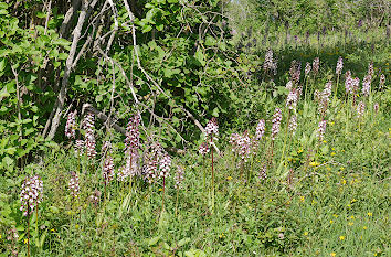 Wilde Orchideen im Naturschutzgebiet