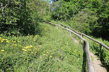 Weg mit Geländer durch Blumenwiese