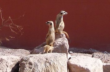 Erdmännchen im Tiergarten Bernburg