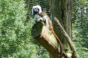 Lisztaffe im Tierpark Bernburg