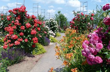 Rosenpracht im Rosarium Sangerhausen