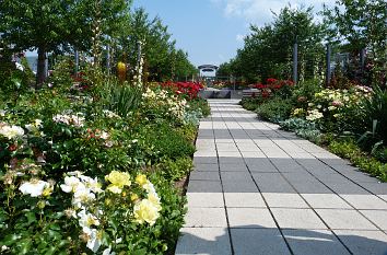 Hauptachse im Rosarium Sangerhausen