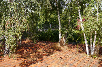 Birken wachsen im Bürgerpark Wernigerode aus Dachziegeln
