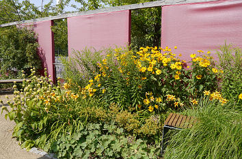 Blumen vor Leinwand im Bürgerpark Wernigerode