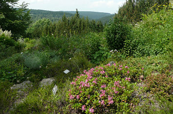 Botanischer Garten Schellerhau Altenberg