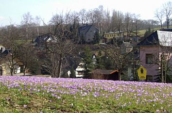 Krokuswiesen in Drebach