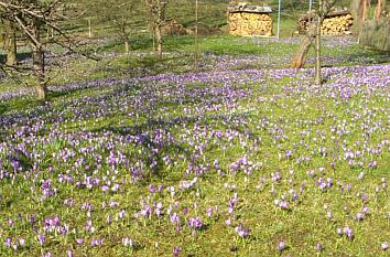 Krokusse in Drebach