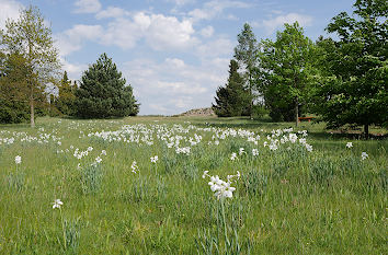 Wiese und Narzissen im Findlingsgarten Nochten