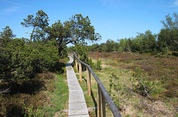 Bohlenweg im Georgenfelder Hochmoor