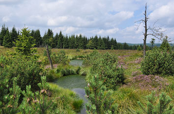 Moorkiefern und Heide im Georgenfelder Hochmoor