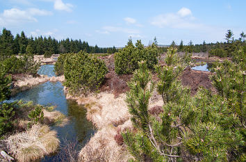 Georgenfelder Hochmoor im Frühjahr