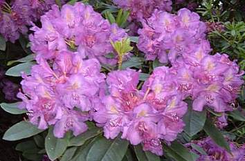 Rhododendronpark Kromlau