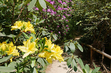 Rhododendronparks