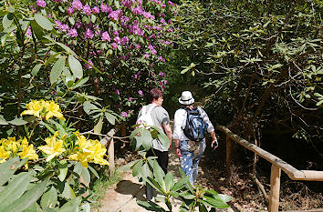 Wanderweg im Kromlauer Park