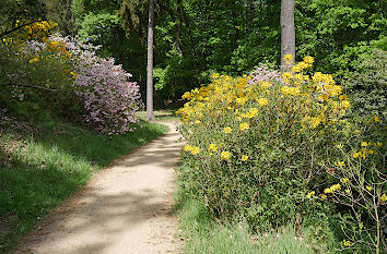 Rhododendren im Kromlauer Park