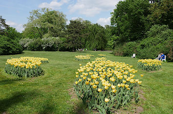 Tulpen im Fürst-Pückler-Park Bad Muskau