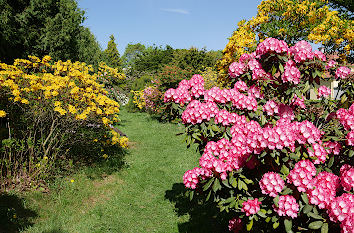 Blühendes Rhododendron