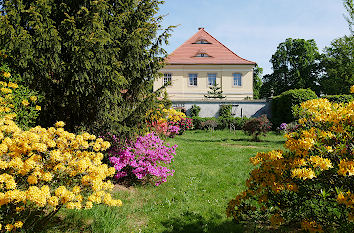 Rhododendren am Schloss Königshain