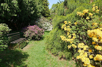 Rhododendren im Schlossgarten Königshain