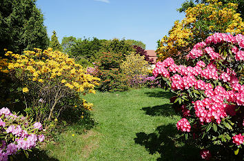 Rhododendren im Park am Schloss Königshain