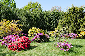 Rhododendrongarten am Schloss Königshain