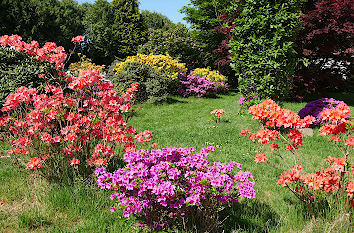 Rhododendren im Schlosspark Königshain