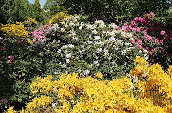 Rhododendren in Königshain in Sachsen