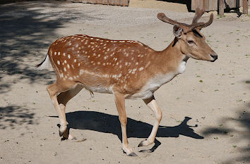Tierparks und Wildparks