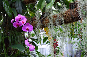 Botanischer Garten Chemnitz