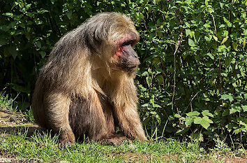 Tierpark Chemnitz