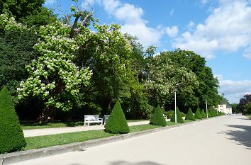 Allee im Großen Garten Dresden