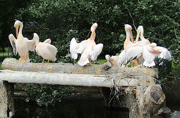 Pelikane Zoo Dresden