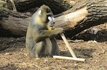 Mandrill Dresdner Zoo