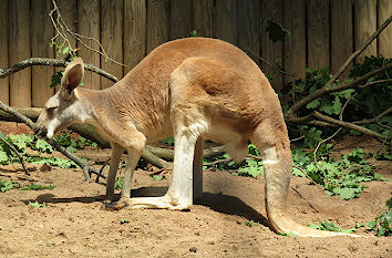 Känguru Dresdner Zoo