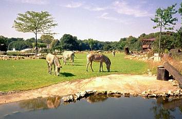 Kiwara Savanne im Zoologischen Garten