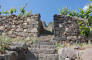 Weinberg in Radebeul