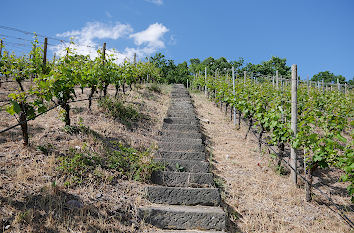 Weinberg in Radebeul