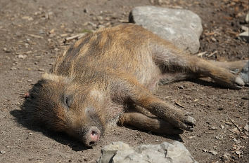 Wildschwein im Tierpark