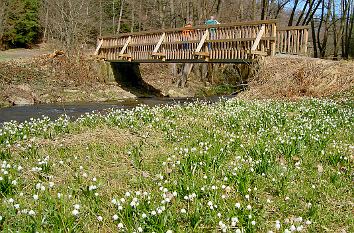 Märzenbecherwiese im Polenztal