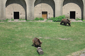 Bärenzwinger Schloss Hartenfels