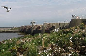 Eidersperrwerk Seeseite mit Möwen und Küstenseeschwalben