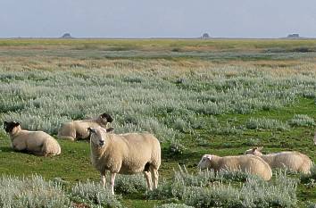 Salzwiese der Hamburger Hallig