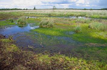 Torfmoos im Jardelunder Moor