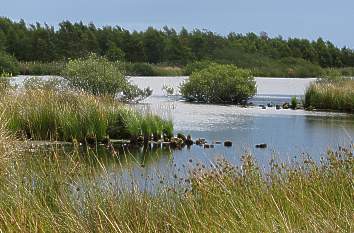 Feuchtbiotop Jardelunder Moor